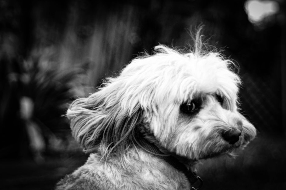 Лохматая собака