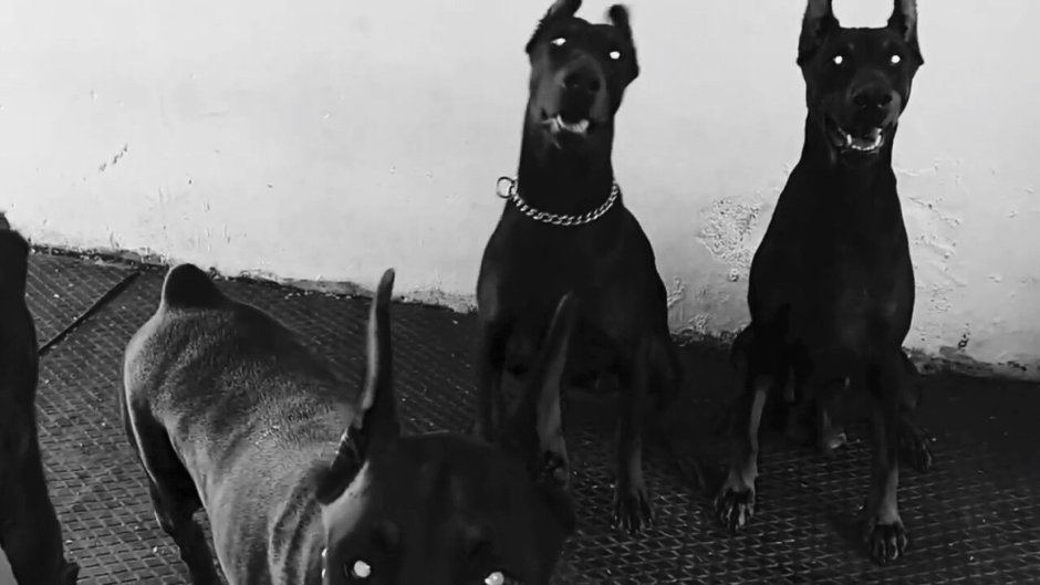 Доберман черный Эстетика