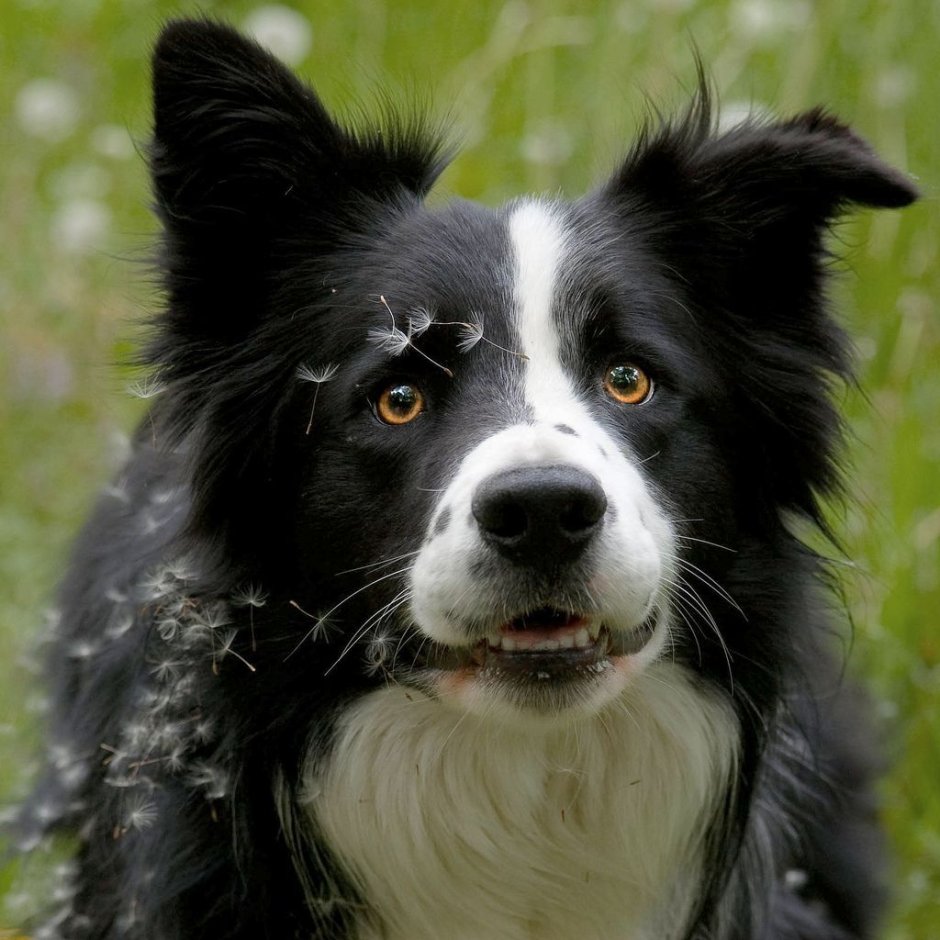 Пастушья собака бордер колли