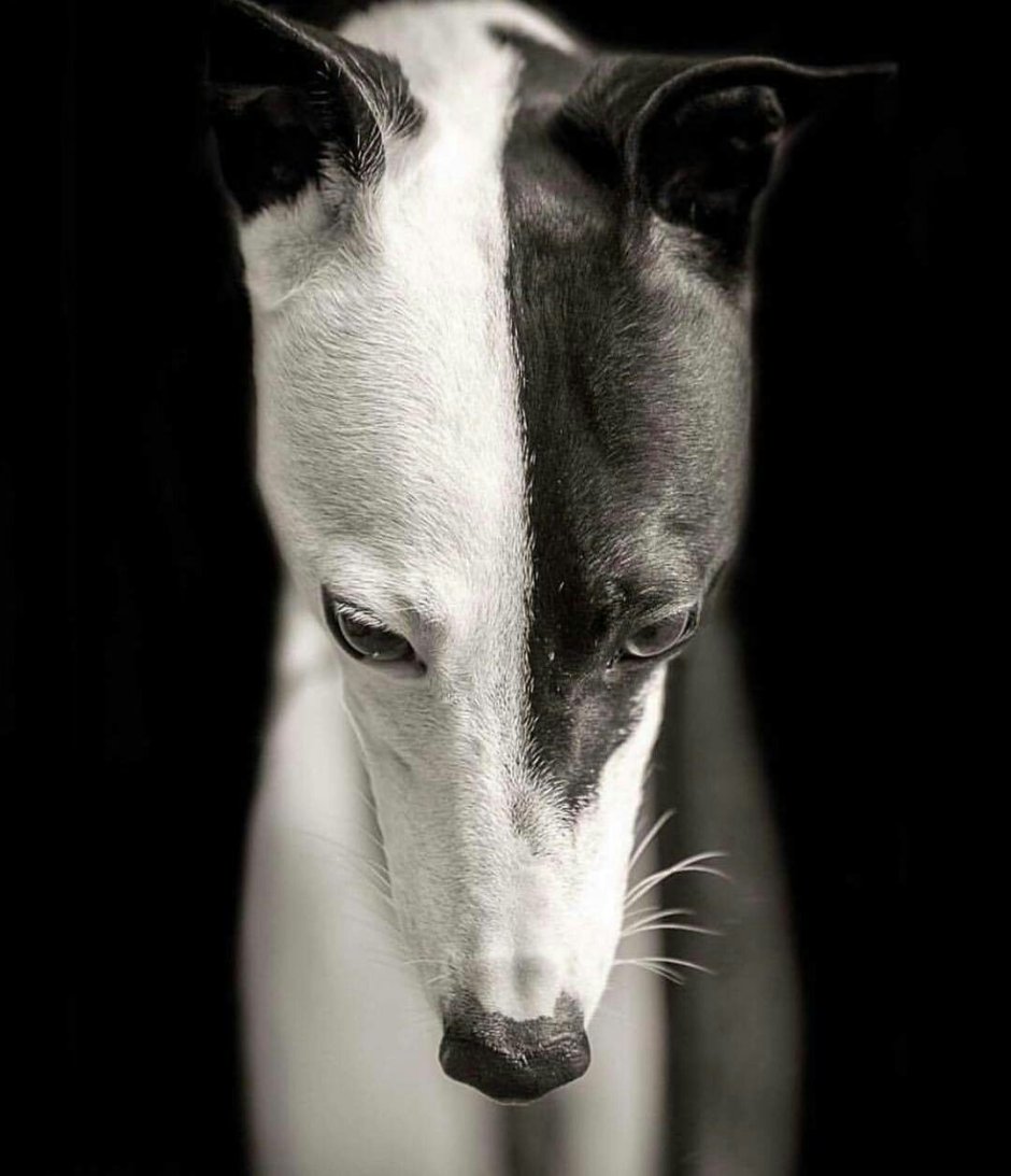 Уиппет собака белый