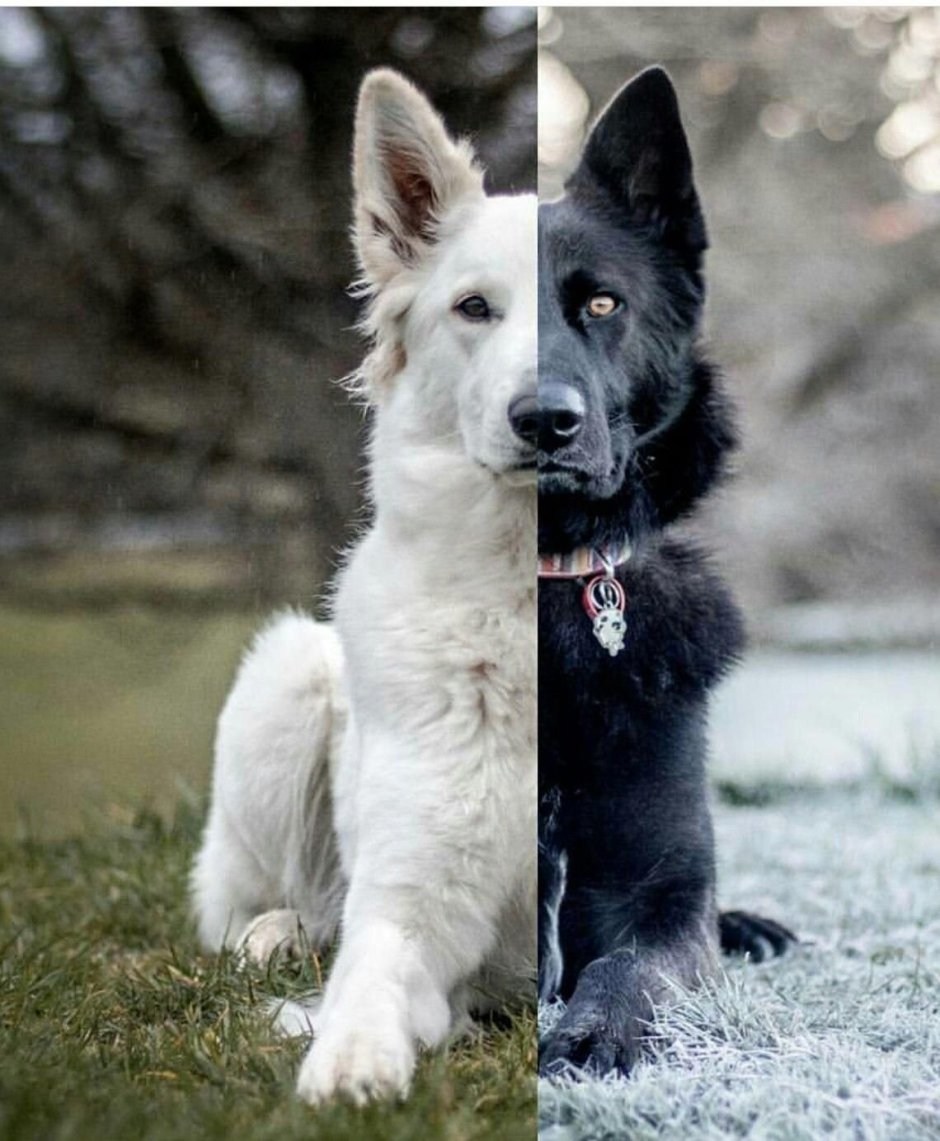 Немецкая овчарка черная и БШО