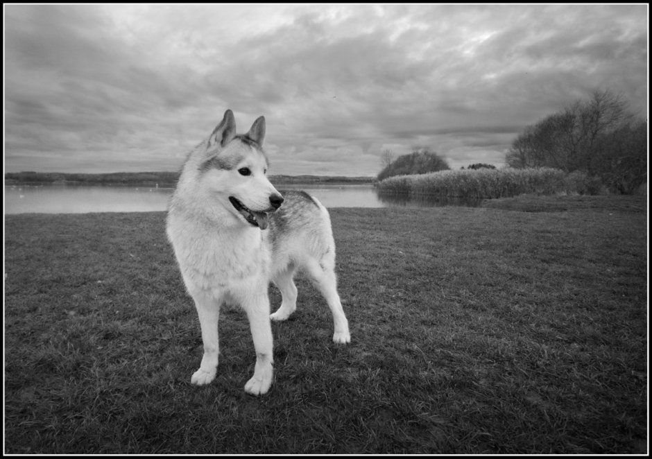 Фотообои черно-белые собаки