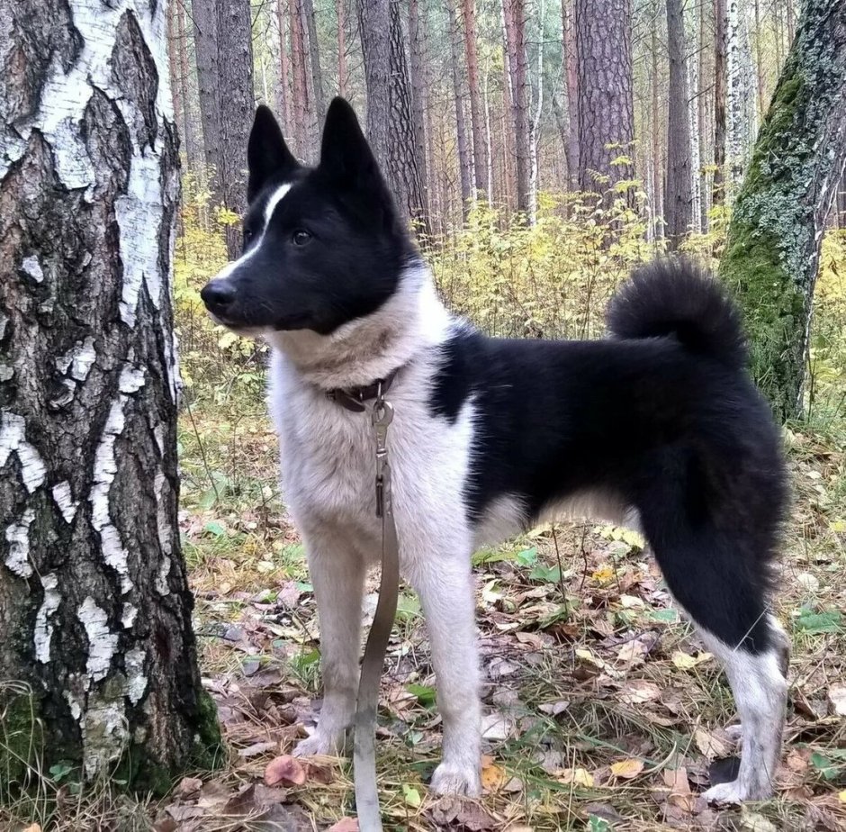 Русско-европейская лайка