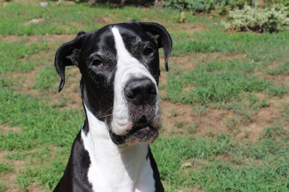 Собака дог черно белый