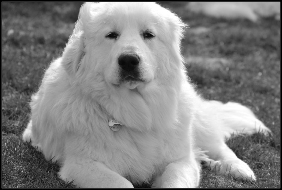 Пиренейская Горная собака пушистая белая