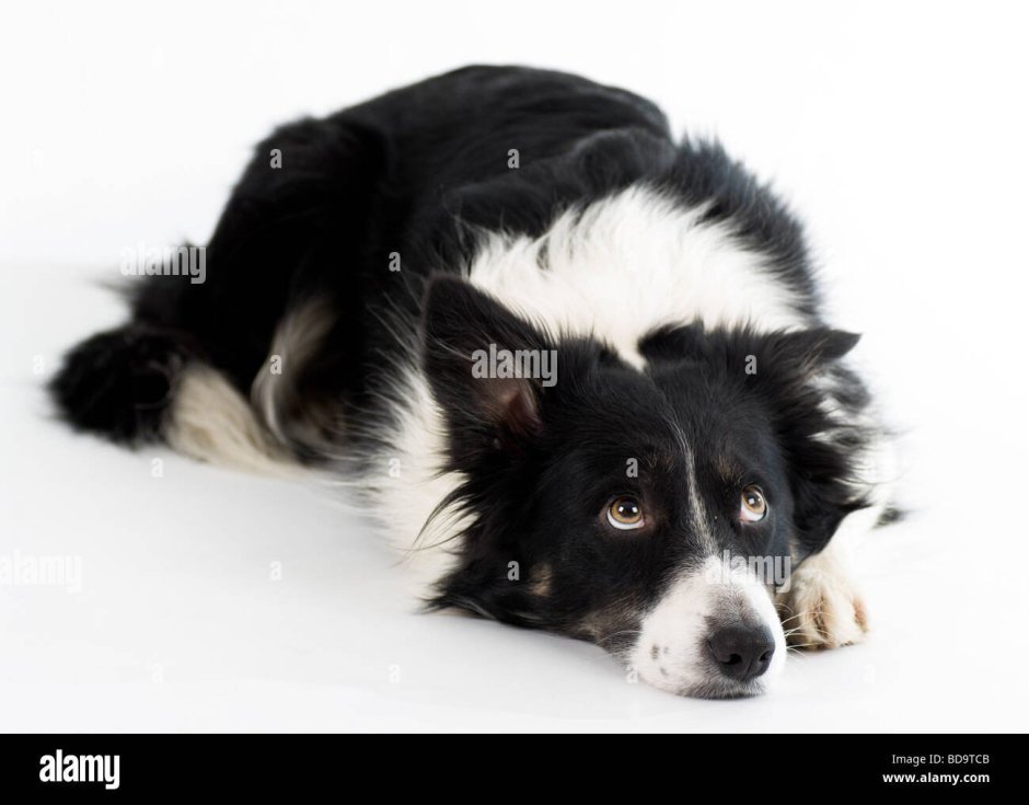 Мелкий пес длинношерстный черный с белым окрасом