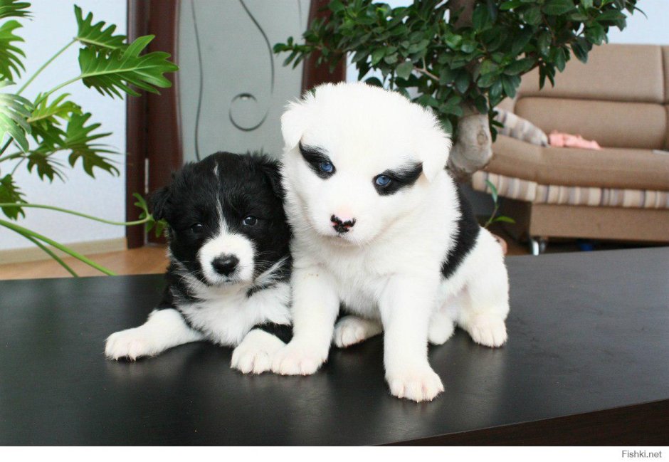 Щенок черно белый