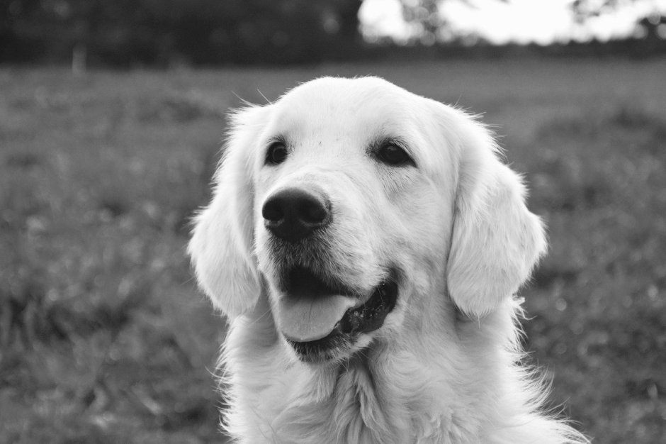 Золотистый ретривер