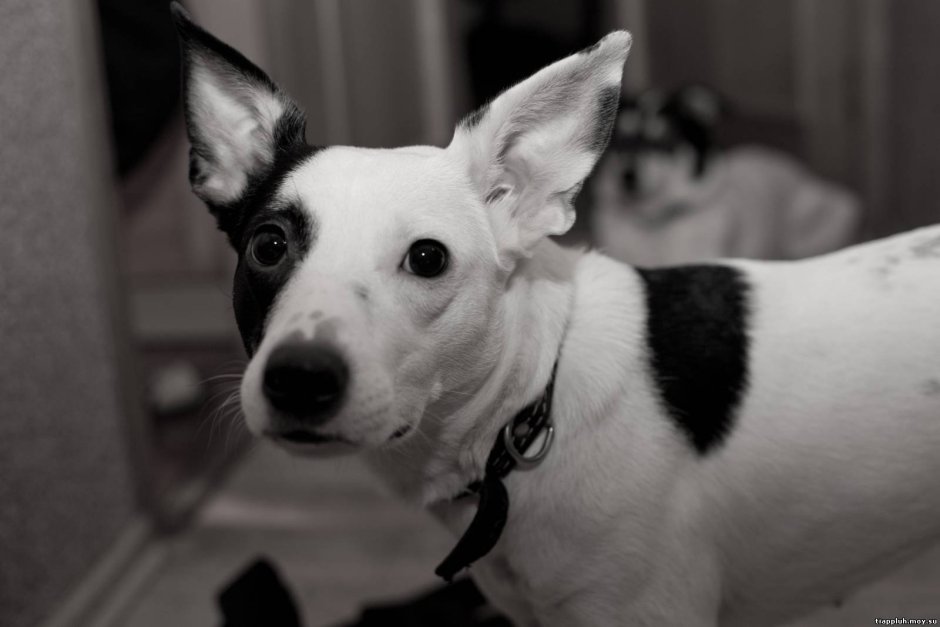 Белая собака с черными ушами