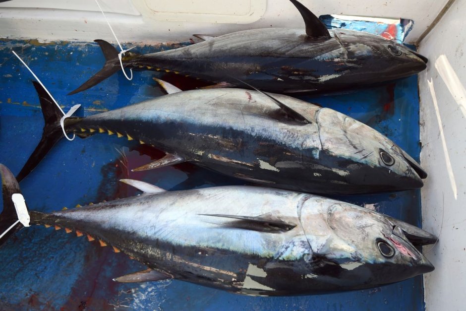 Тунец Bluefin