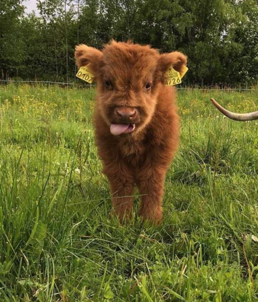 Пушистые телята