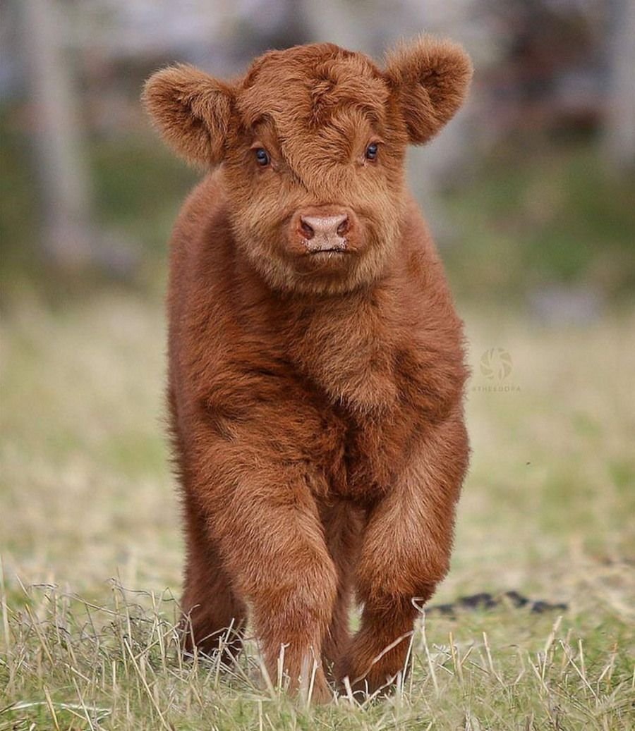 Хайленд бык теленок