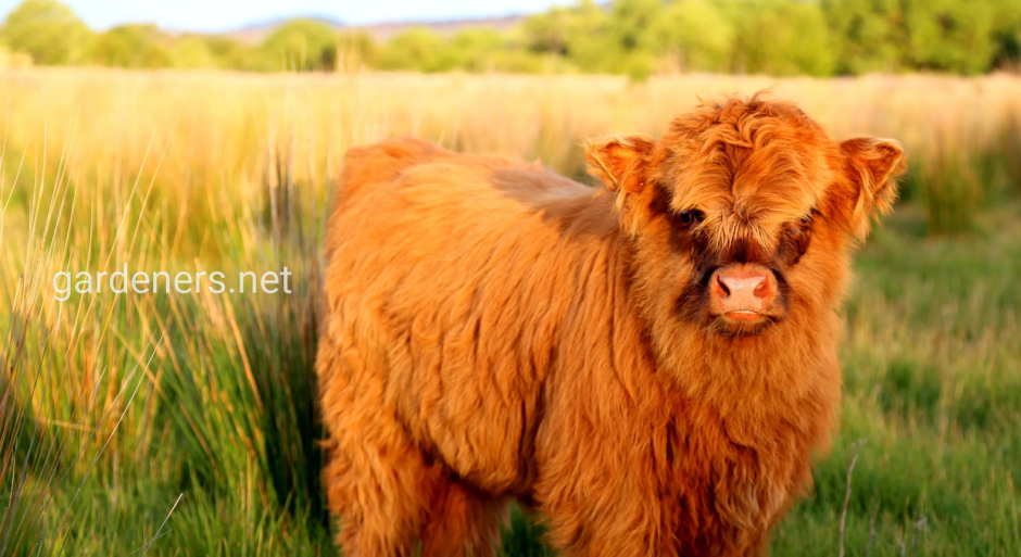 Телята породы хайленд