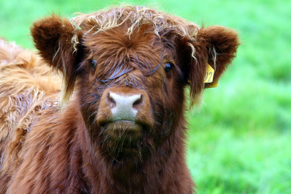 Шотландская Высокогорная корова