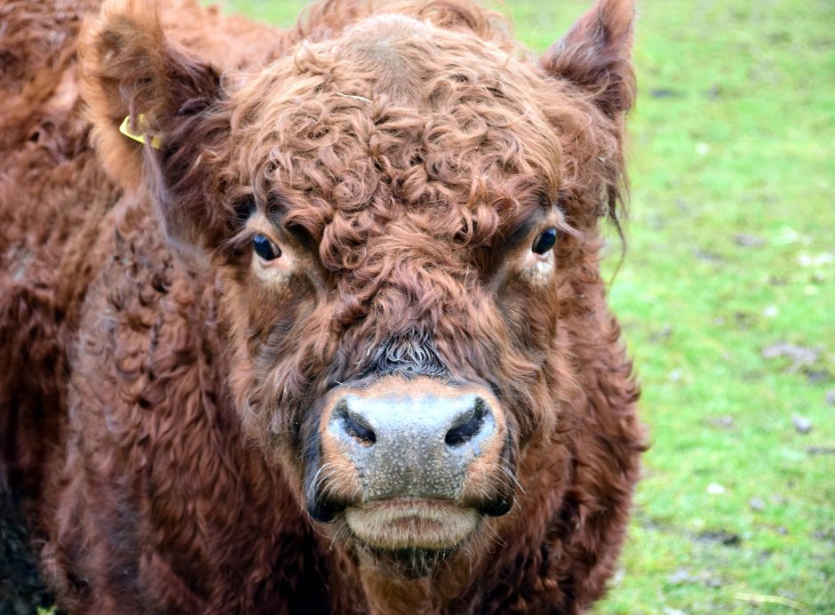 Быки кучерявые породы