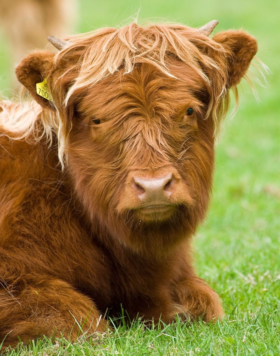 Шотландский бык хайленд