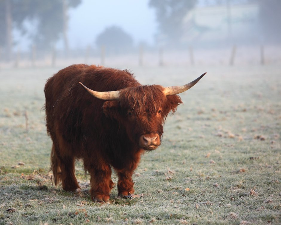 Маленький бык