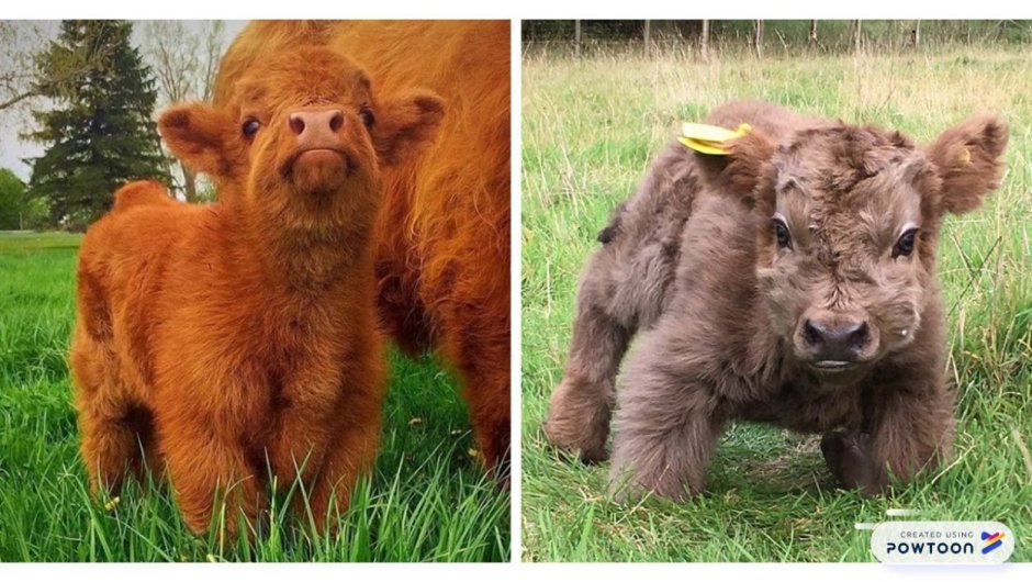 Хайлендские коровы телята