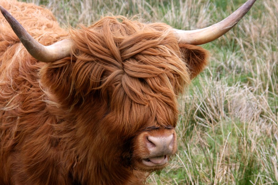 Хайлендская порода Быков