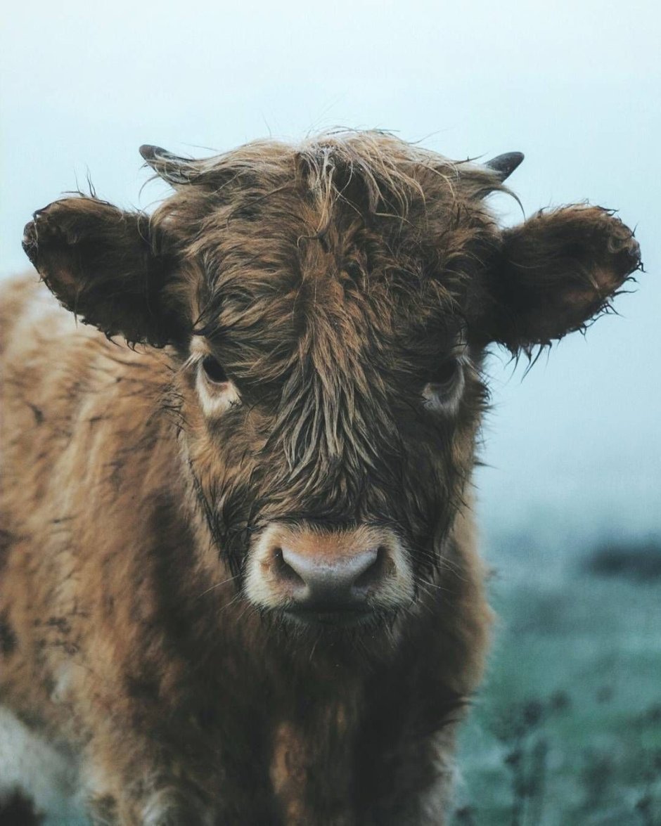 Кудрявая корова