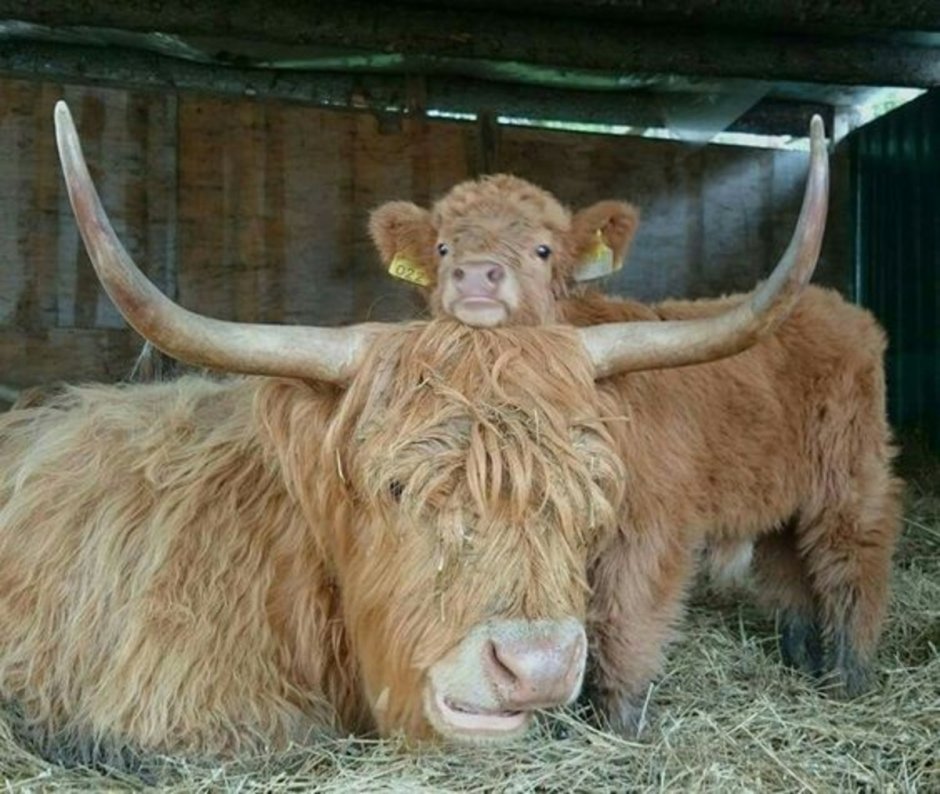 Пушистый бычок