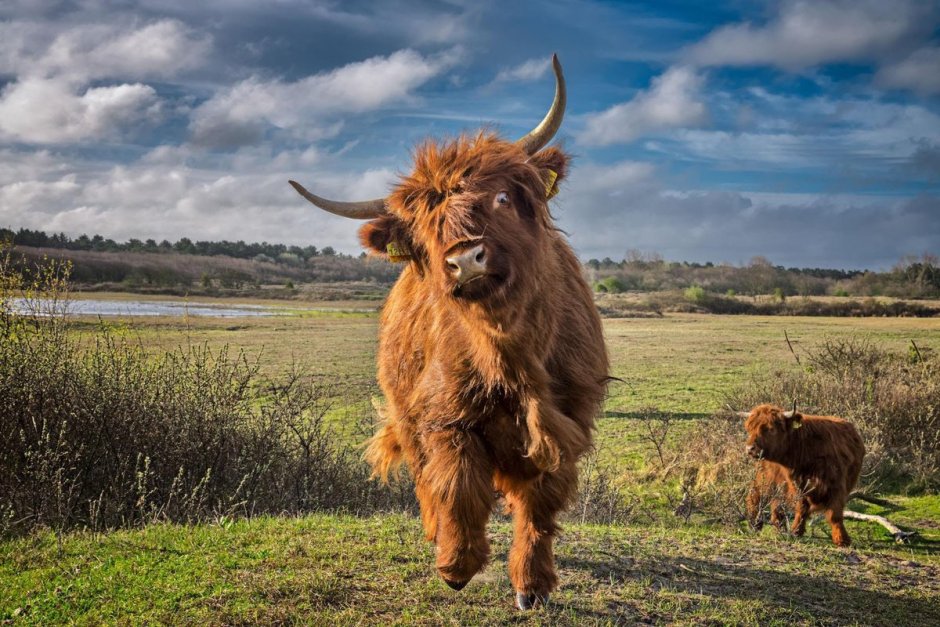 Хайлендская корова Шотландия
