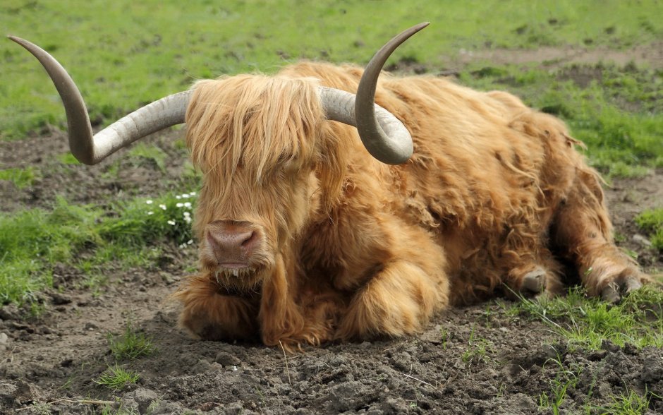 Бык с челкой