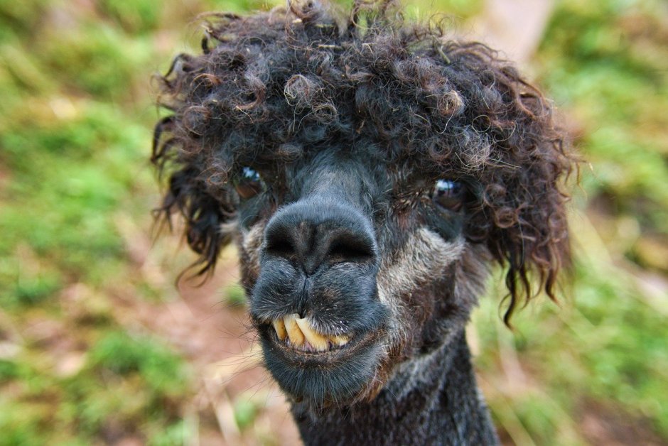 Кучерявый баран