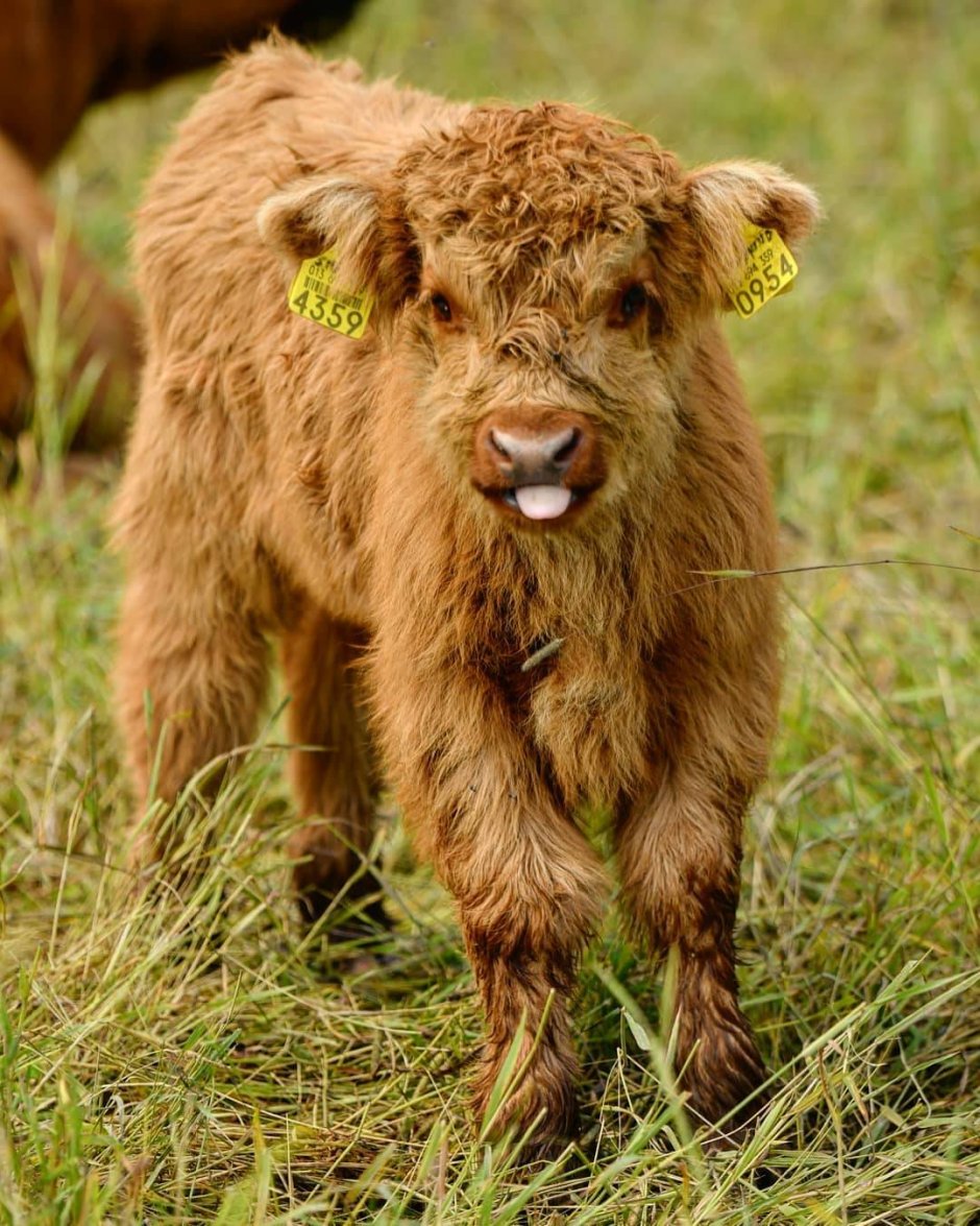 Кучерявые коровы