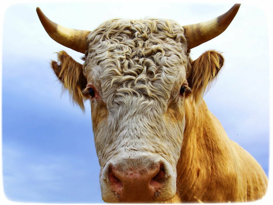 Красивый бык