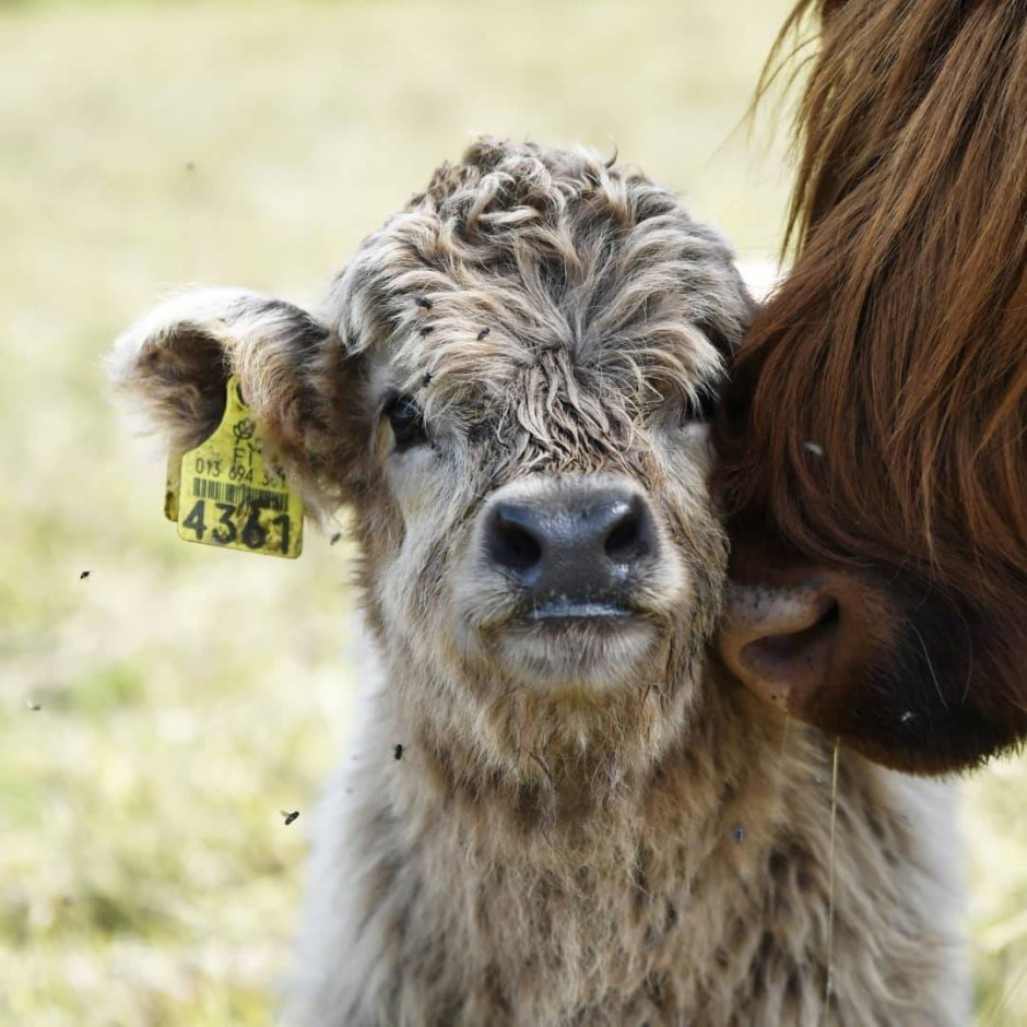 Бычок забавный кудрявый