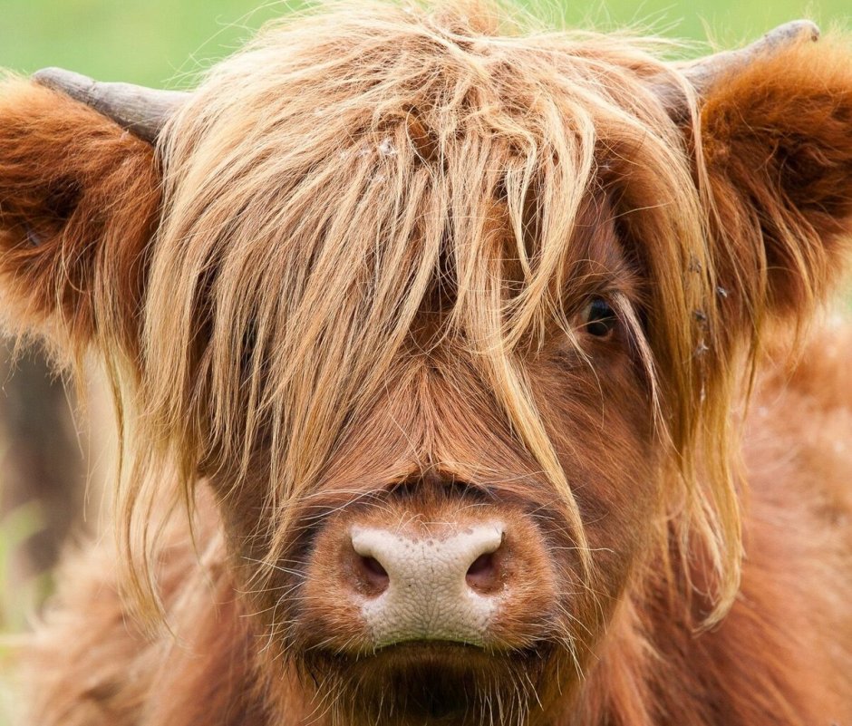 Корова мууууу