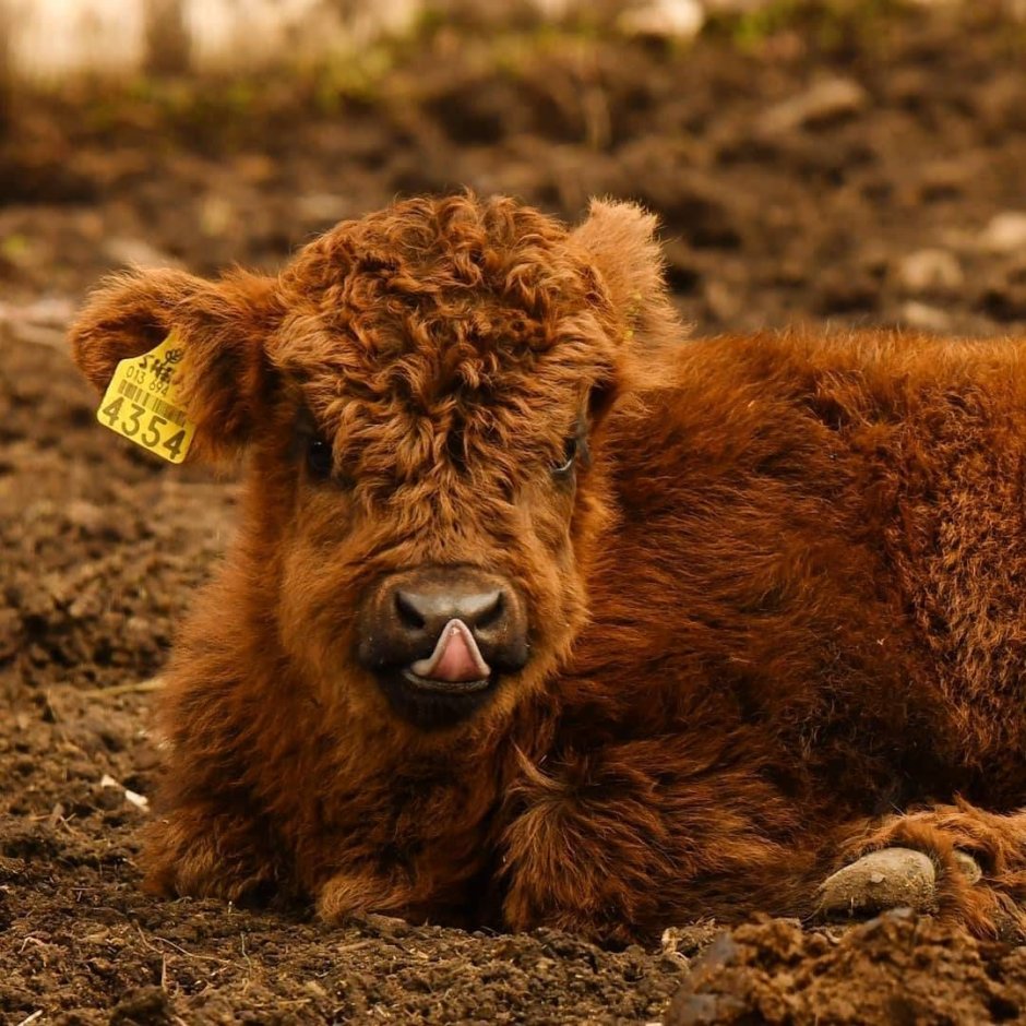 Кучерявые коровки