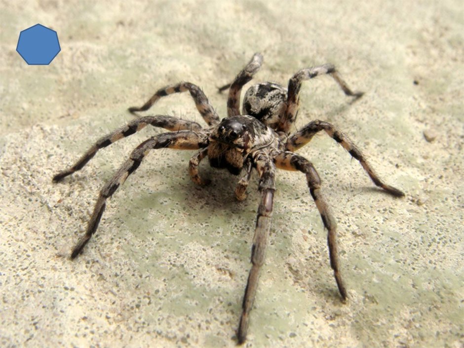Тарантул Lycosa Narbonensis