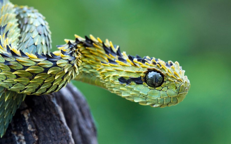 Hairy Bush Viper Behavior