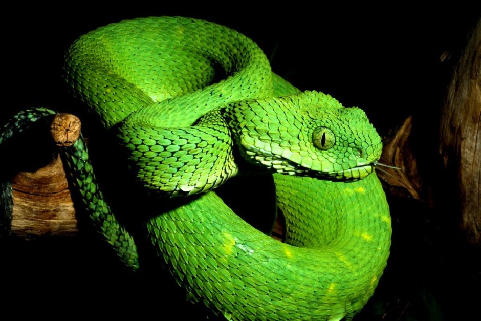 Atheris Desaixi