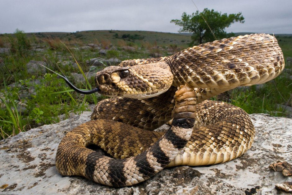 Crotalus Atrox