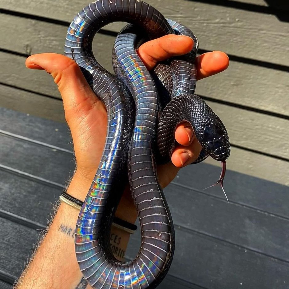 Королевская змея нигрита