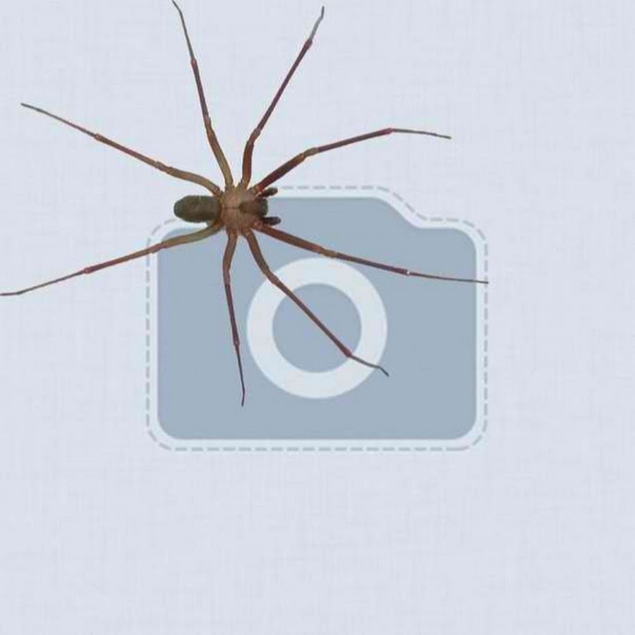 Аватар с мухой