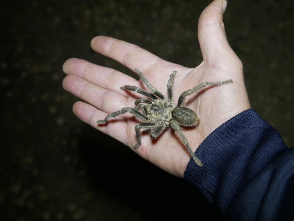 Тарантул паук волк