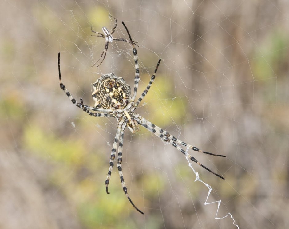 Аргиопа Лобата