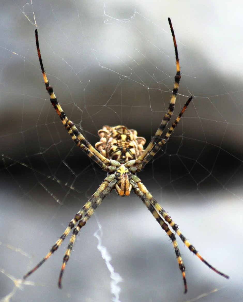Агриопа паук дольчатая