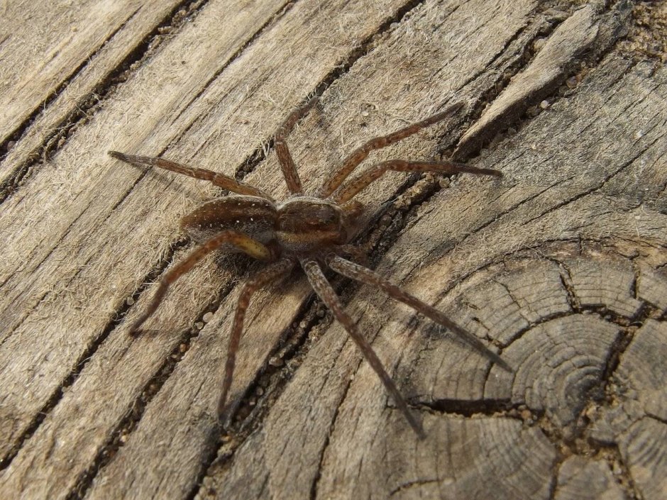 Тарантул паук Краснодарский край