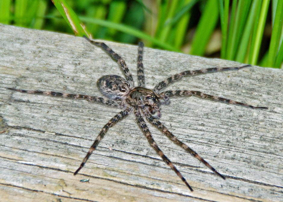 Паук Dolomedes briangreenei