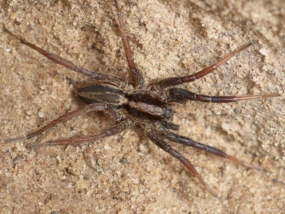 Даурский паук волк