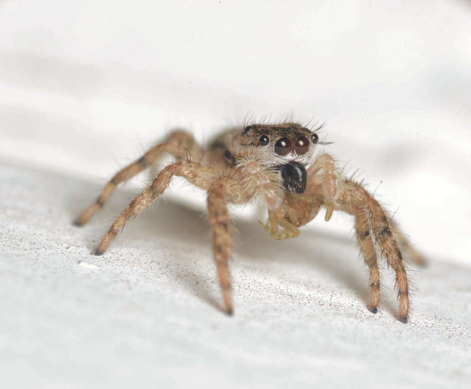 Детеныш паука