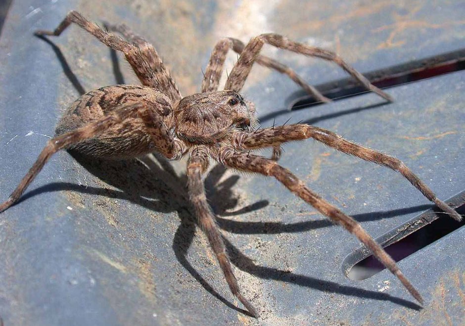 Ядовитые пауки Приморского края