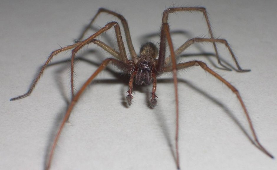 Паук Tegenaria atrica