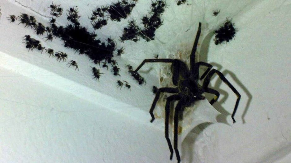 Пауки много