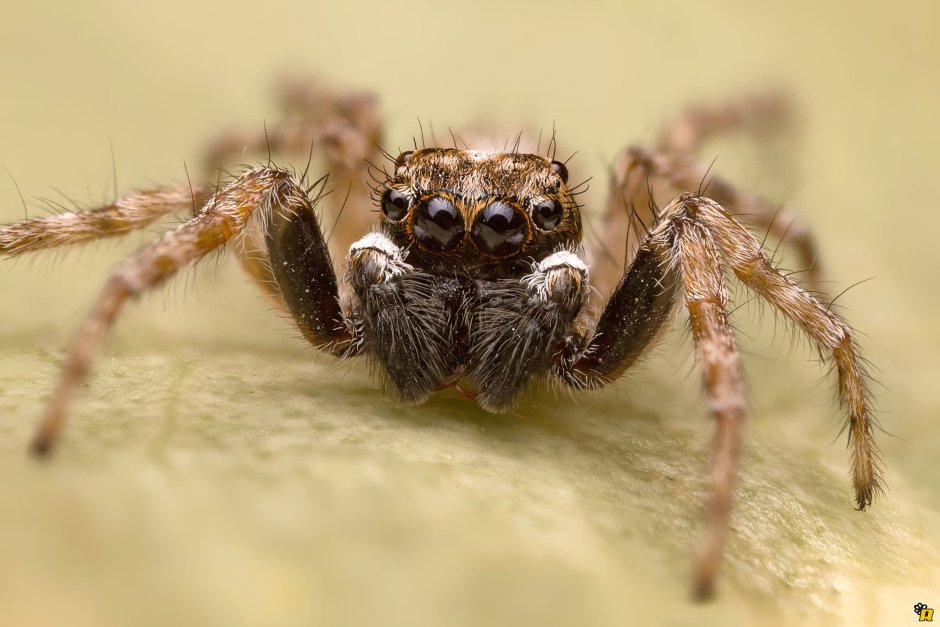 Чердачный паук